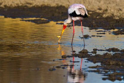 Mahale Mountains National Park (14)