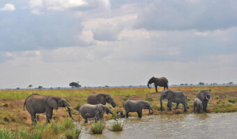 Mikumi National Park