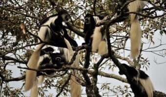 arusha monkey arusha monkey