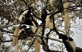 arusha monkey arusha monkey