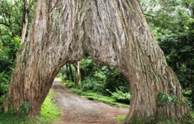 arusha np fig tree arusha np fig tree