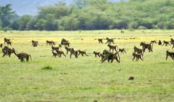 manyara 2 (2) manyara 2 (2)