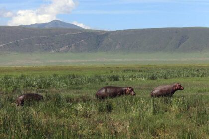 ngorongoro 1b