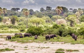 tarangire 1 (2) tarangire 1 (2)