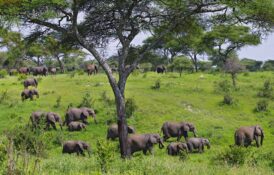 tarangire (3) tarangire (3)