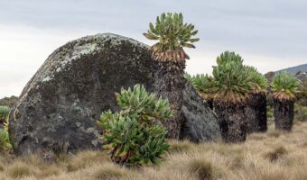 Kilimanjaro trek (5)
