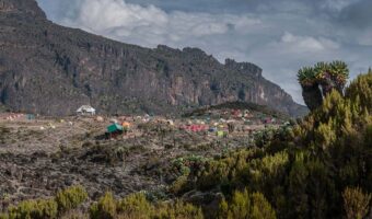 29483597 - the campsite at barranco with a number of large senecio trees in the foreground