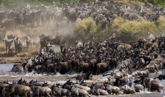 great migration 1