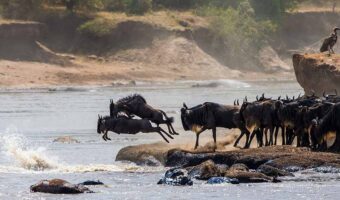 great migration 4 (2)
