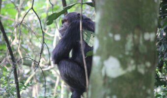 Chimp Tracking in Kalinzu