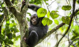 Close up portrait of chimpanzee ( Pan troglodytes ) resting on Close up portrait of chimpanzee ( Pan troglodytes ) resting on the tree in the jungle. Kibale forest in Uganda