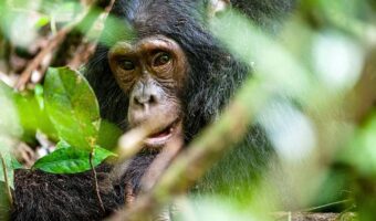 Close up portrait of old chimpanzee Pan troglodytes Close up portrait of old chimpanzee Pan troglodytes resting in the jungle of Kibale forest in Uganda