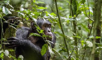 Close up portrait of chimpanzee ( Pan troglodytes ) resting in t Close up portrait of chimpanzee ( Pan troglodytes ) resting in the jungle. Natural habitat. Kibale forest in Uganda