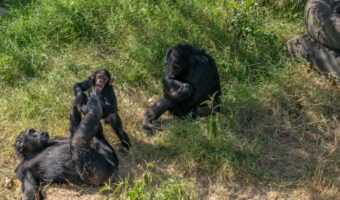 chimps 1 (2) chimps 1 (2)