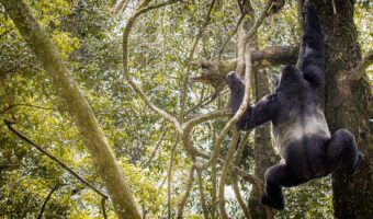 A silverback gorilla is climbing down a tree in the jungle of the mountains in Uganda Africa.