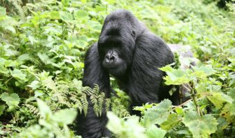 gorilla uganda