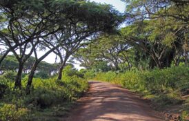 Road along the rim in the forest of Ngorongoro Conservation Area, Tanzania
