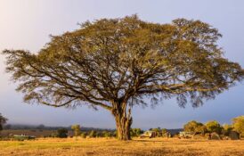 NGORONGORO CRATER, TANZANIA - OCTOBER 14, 2015: Campsite on the rim of Ngorongoro Crater in Tanzania, Africa, at sunrise. Big tree in the middle, tents on the side.