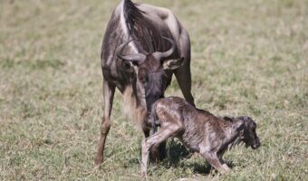 wildebeest calving 1 wildebeest calving 1