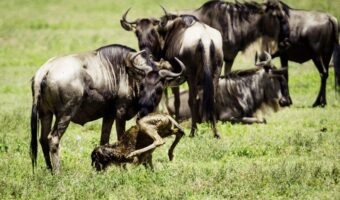 wildebeest calving wildebeest calving